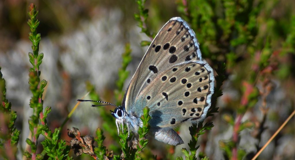 Modraszek arion (Phengaris arion)