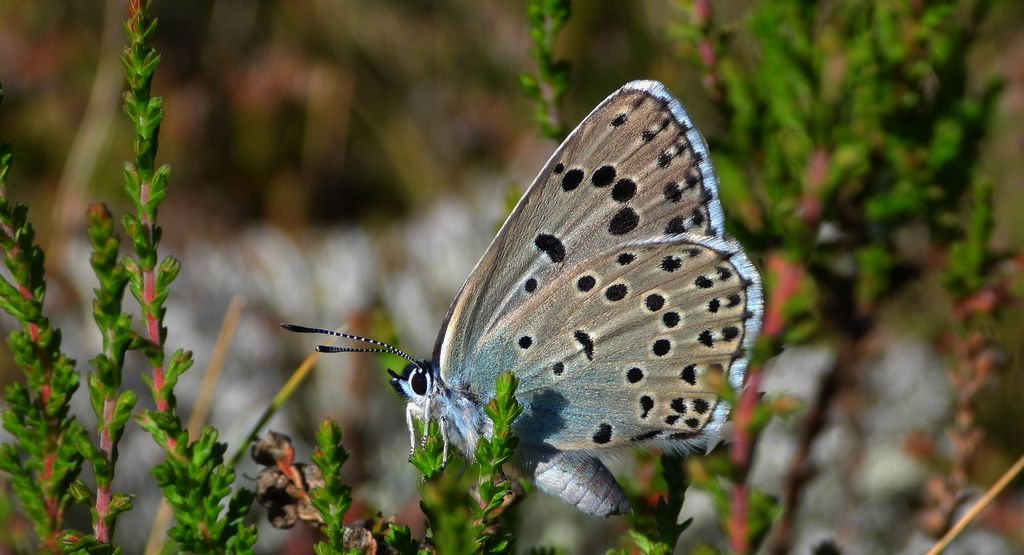 Modraszek arion (Phengaris arion)