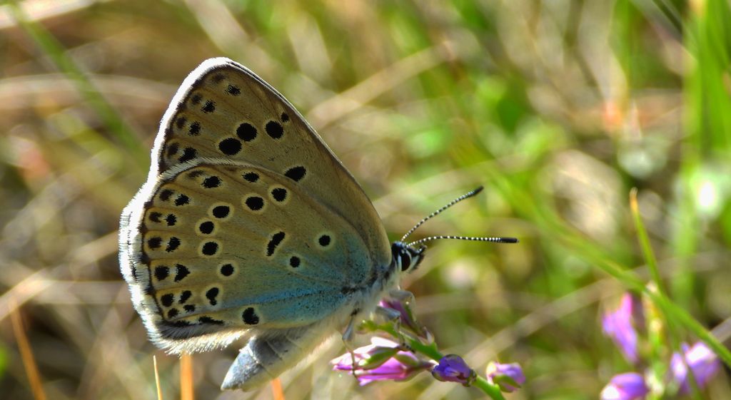 Modraszek arion (Phengaris arion)