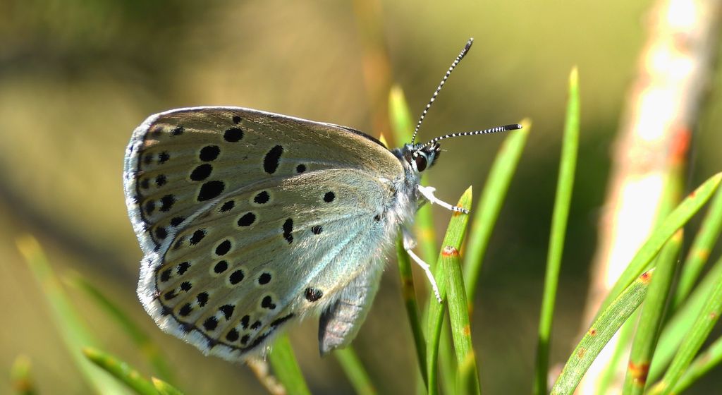 Modraszek arion (Phengaris arion)