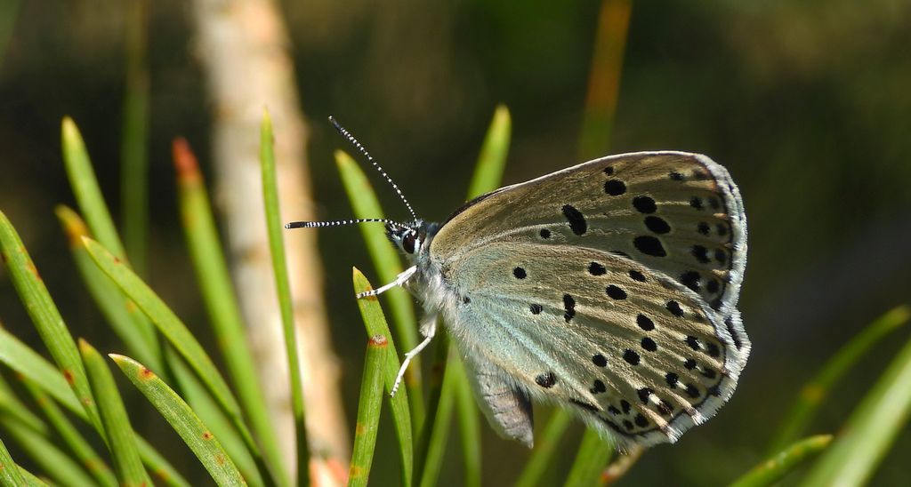 Modraszek arion (Phengaris arion)