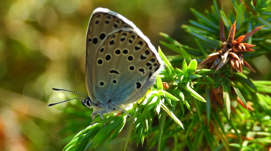 Modraszek arion (Phengaris arion)