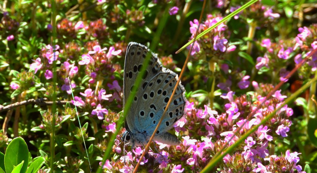 Modraszek arion (Phengaris arion)