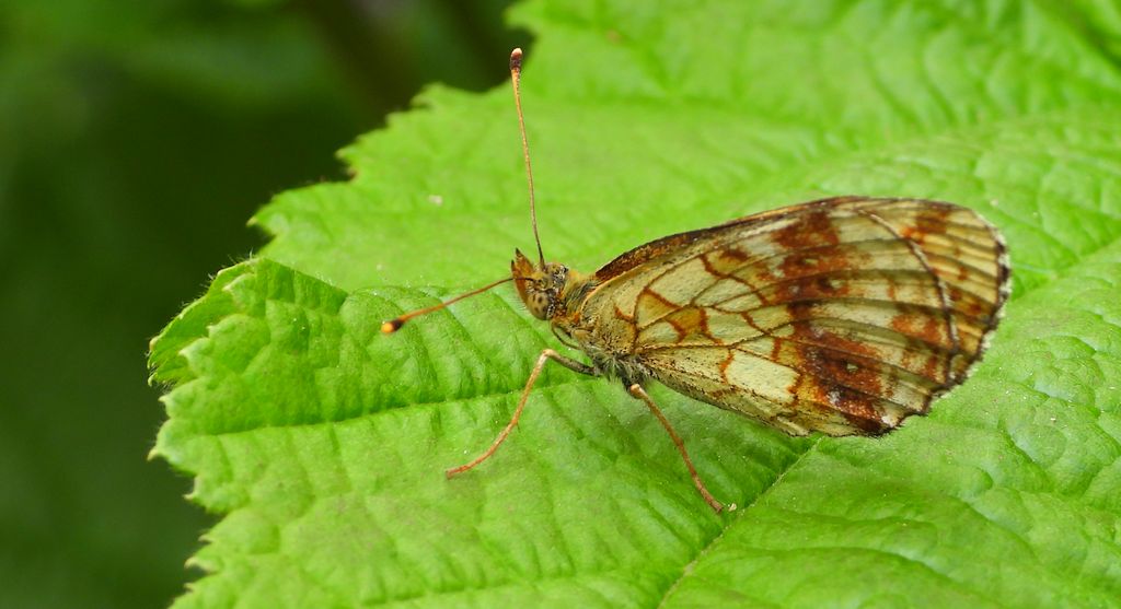 Dostojka ino (Brenthis ino)