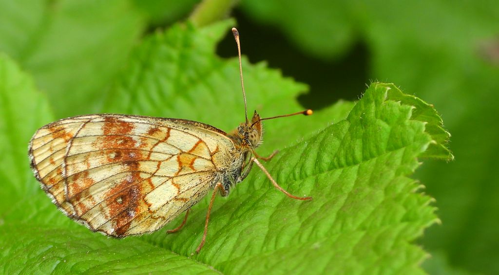 Dostojka ino (Brenthis ino)