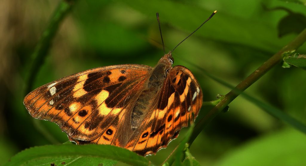 Mieniak strużnik (Apatura ilia)
