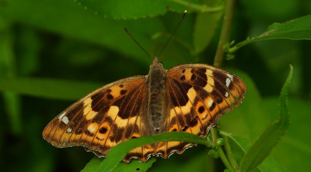 Mieniak strużnik (Apatura ilia)