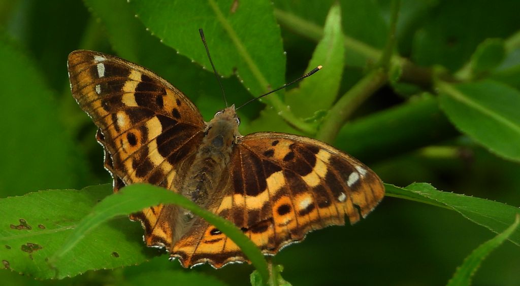 Mieniak strużnik (Apatura ilia)