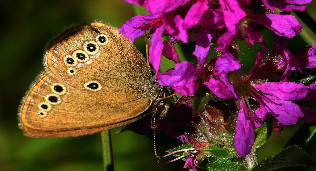 Strzępotek edypus (Coenonympha oedippus)