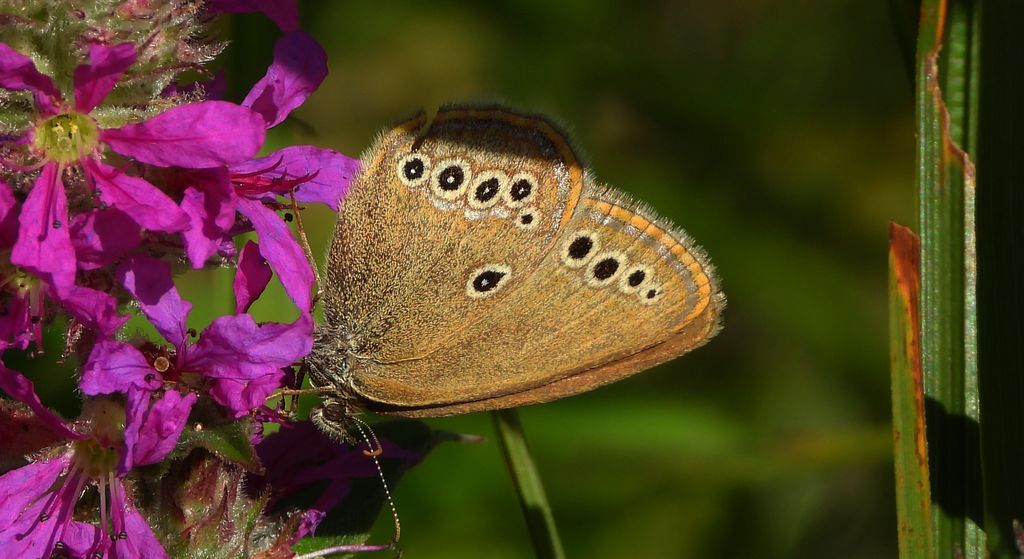 Strzępotek edypus (Coenonympha oedippus)