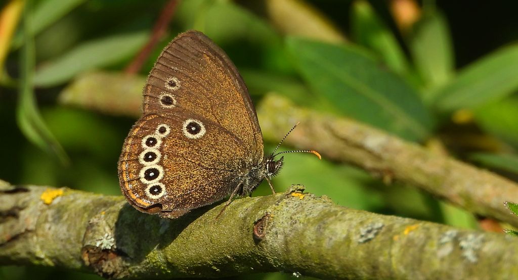 Strzępotek edypus (Coenonympha oedippus)