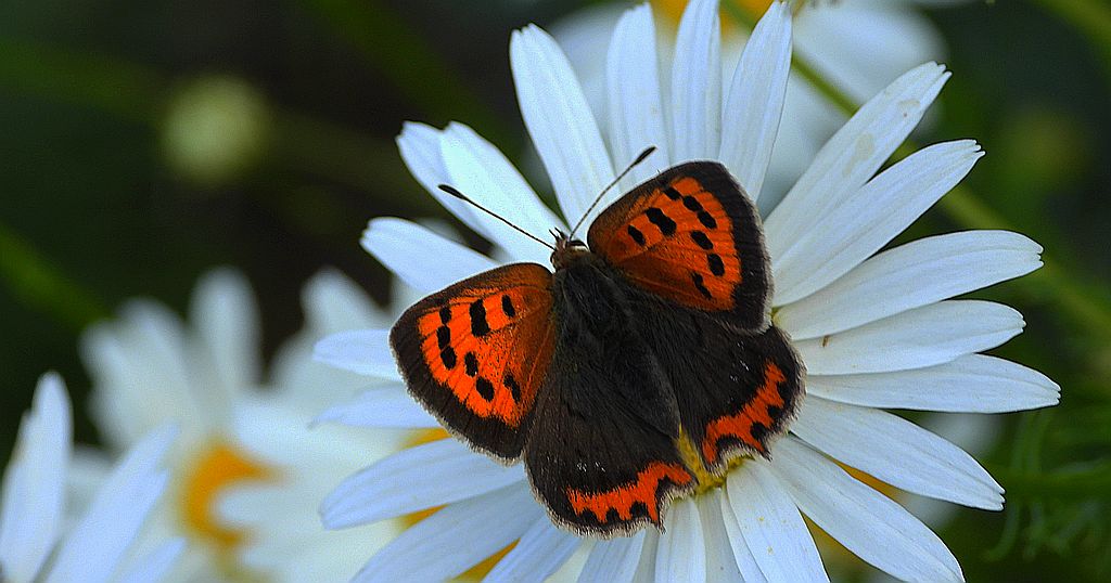 Czerwończyk żarek (Lycaena phlaeas syn. Lycaena phlaeoides)