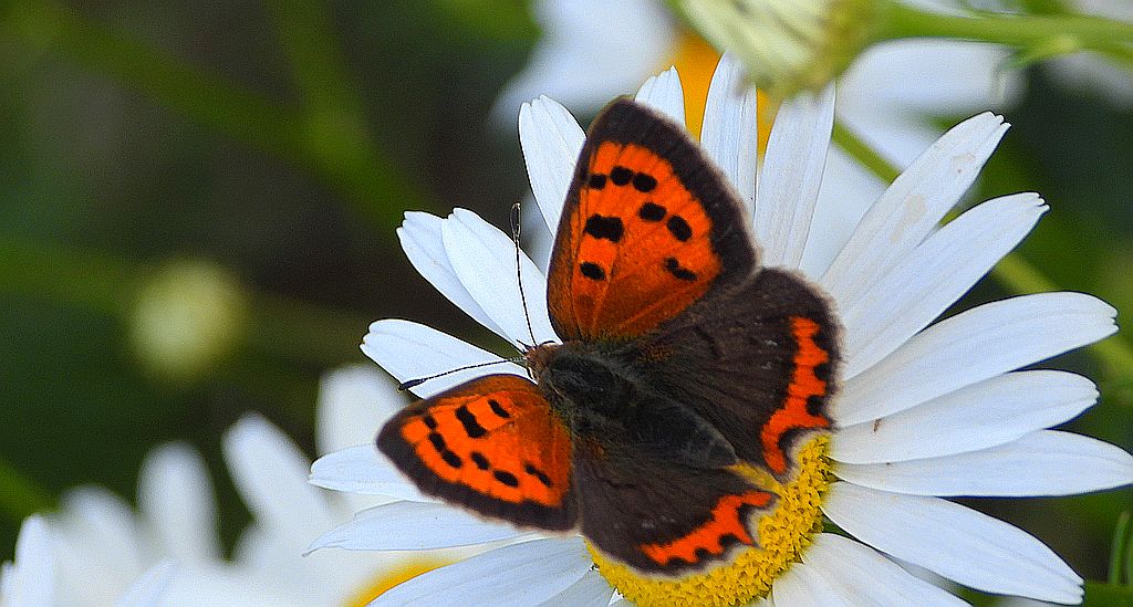 Czerwończyk żarek (Lycaena phlaeas syn. Lycaena phlaeoides)