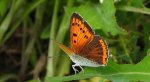 Czerwończyk nieparek (Lycaena dispar)