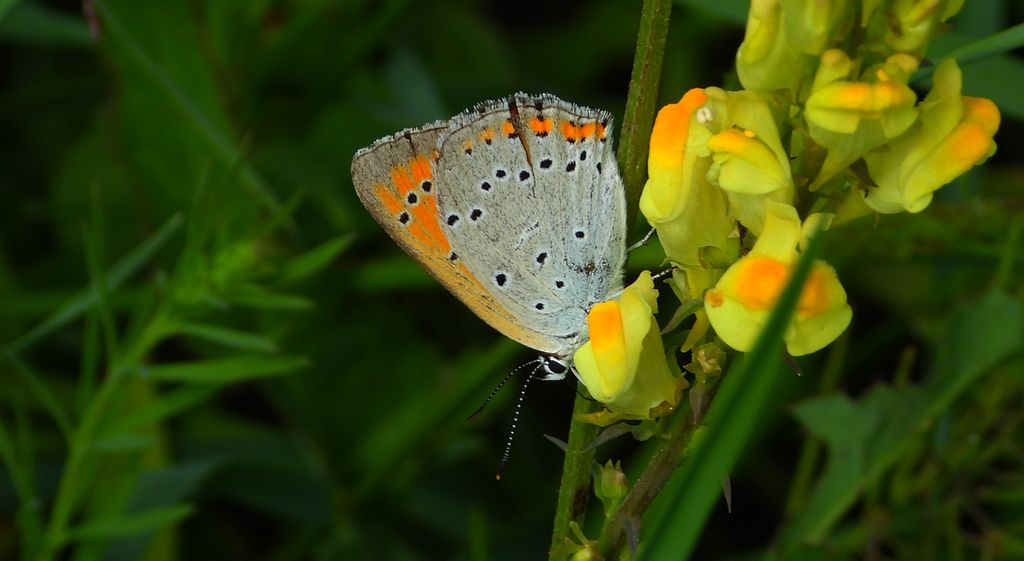 Czerwończyk nieparek (Lycaena dispar)