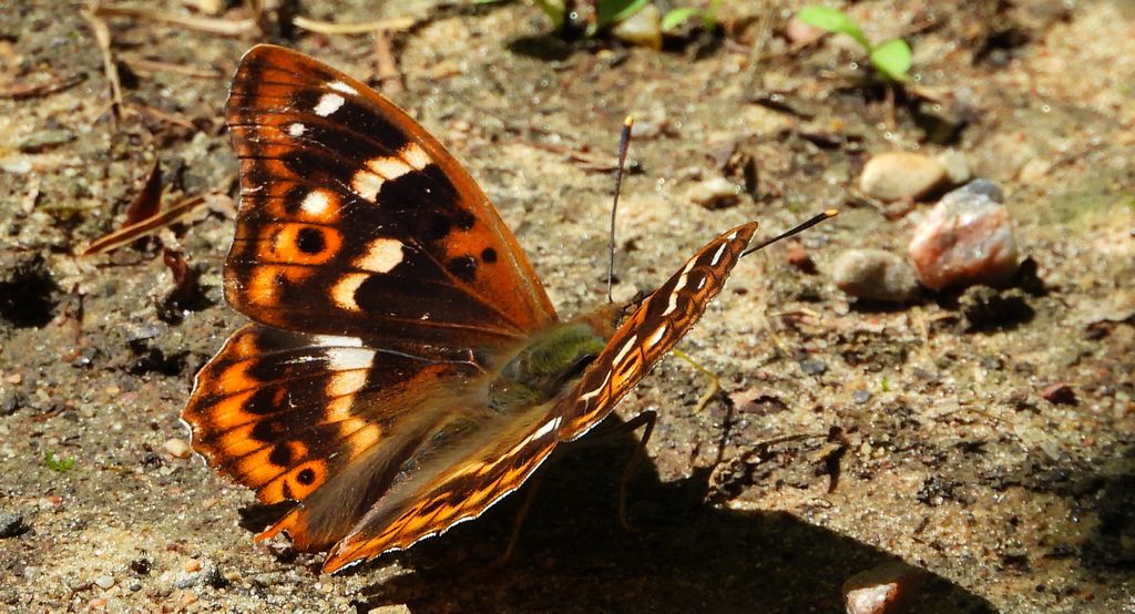 Mieniak strużnik (Apatura ilia)