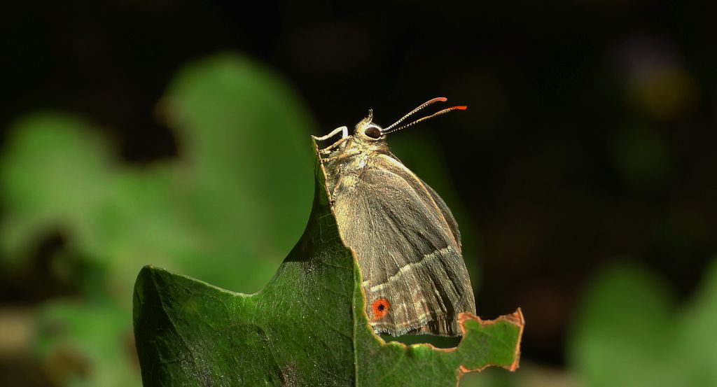 Pazik dębowiec (Favonius quercus)