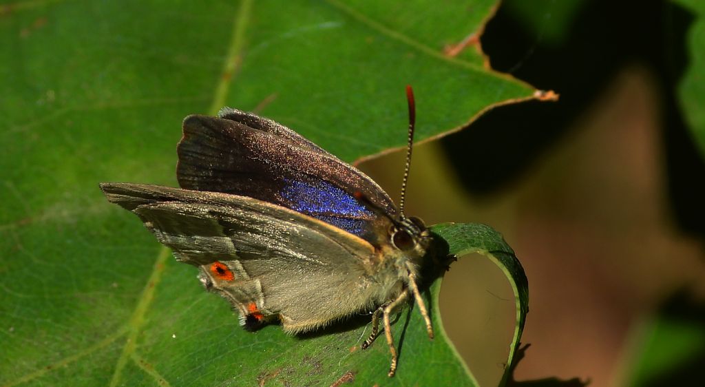 Pazik dębowiec (Favonius quercus)