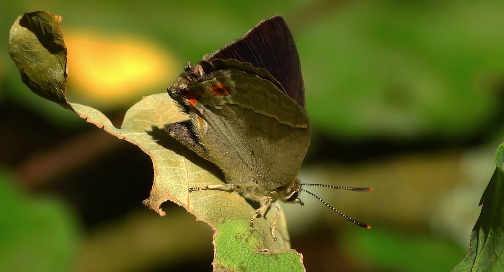 Pazik dębowiec (Favonius quercus)