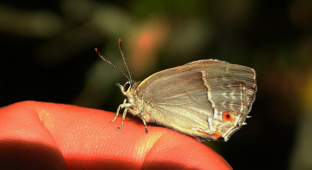 Pazik dębowiec (Favonius quercus)