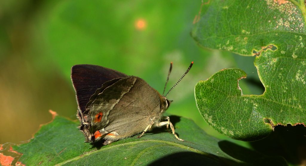 Pazik dębowiec (Favonius quercus)