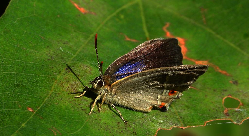 Pazik dębowiec (Favonius quercus)