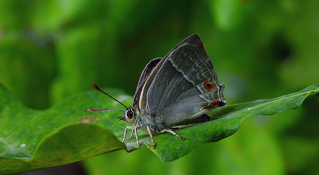 Pazik dębowiec (Favonius quercus)