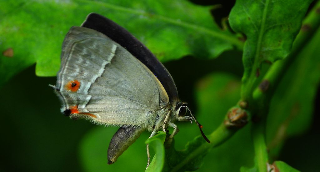 Pazik dębowiec (Favonius quercus)