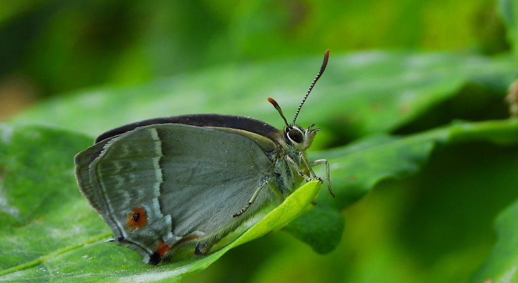 Pazik dębowiec (Favonius quercus)