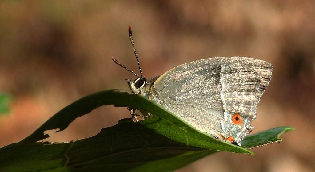 Pazik dębowiec (Favonius quercus)