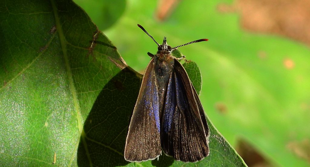 Pazik dębowiec (Favonius quercus)