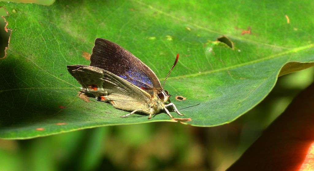 Pazik dębowiec (Favonius quercus)