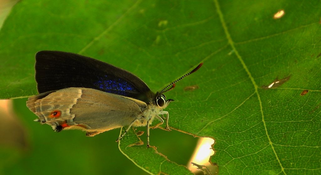 Pazik dębowiec (Favonius quercus)