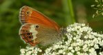 Strzępotek perełkowiec (Coenonympha arcania)