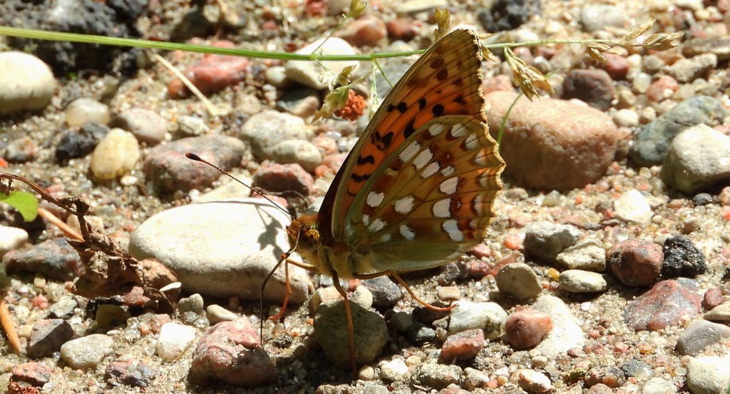 Dostojka adype, perłowiec adype (Argynnis adippe)