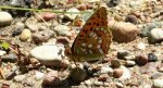 Dostojka adype, perłowiec adype (Argynnis adippe)