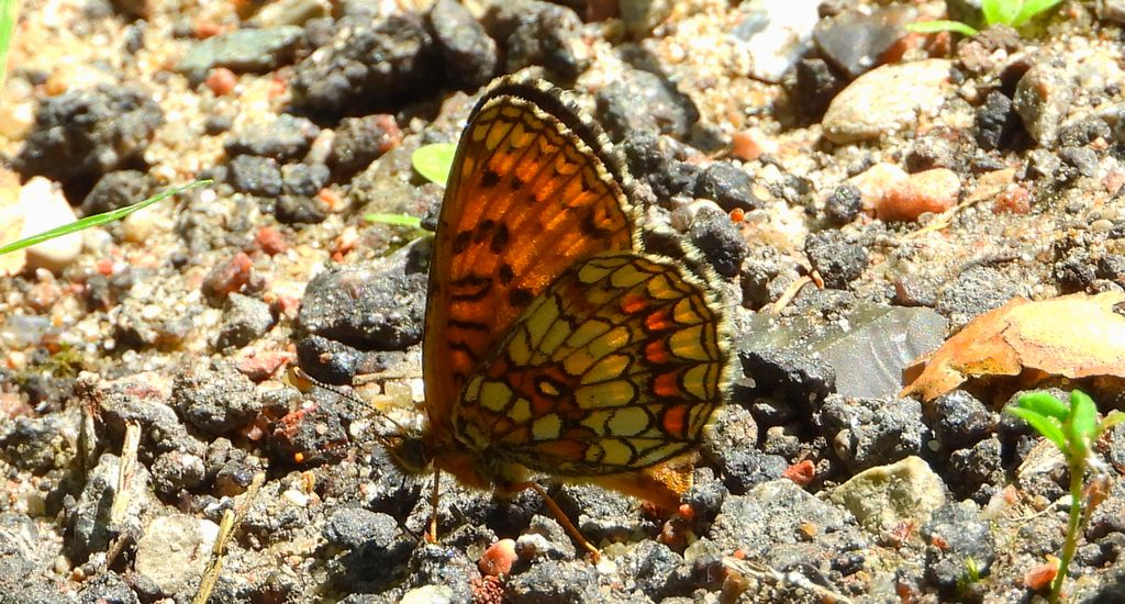 Przeplatka aurelia (Melitaea aurelia)