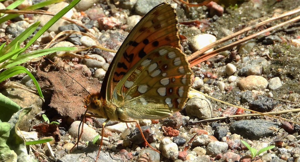 Dostojka adype, perłowiec adype (Argynnis adippe)
