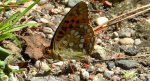 Dostojka adype, perłowiec adype (Argynnis adippe)