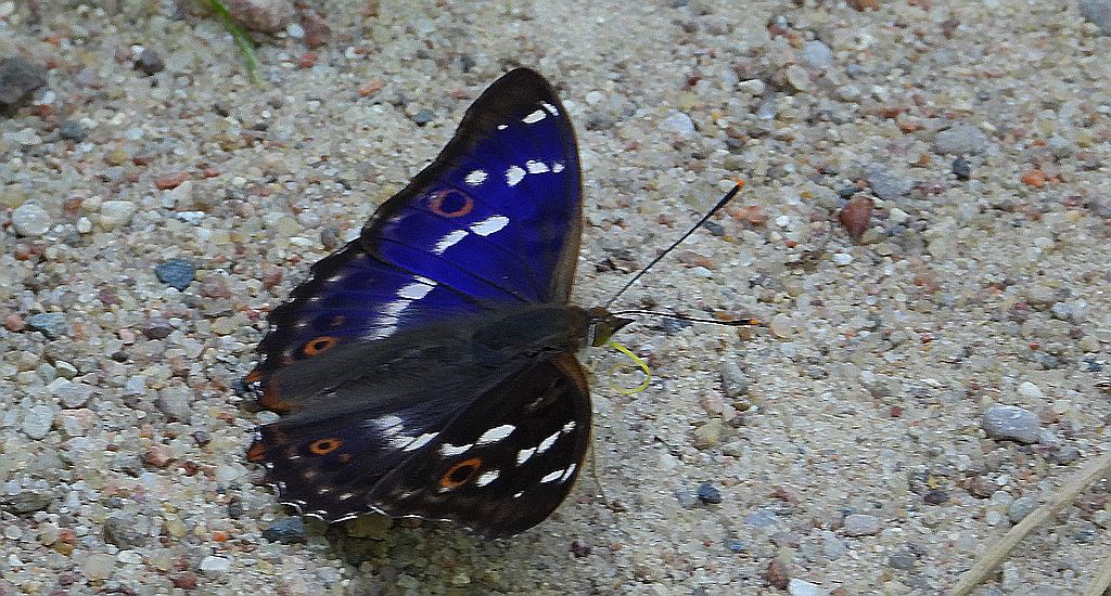 Mieniak strużnik (Apatura ilia)