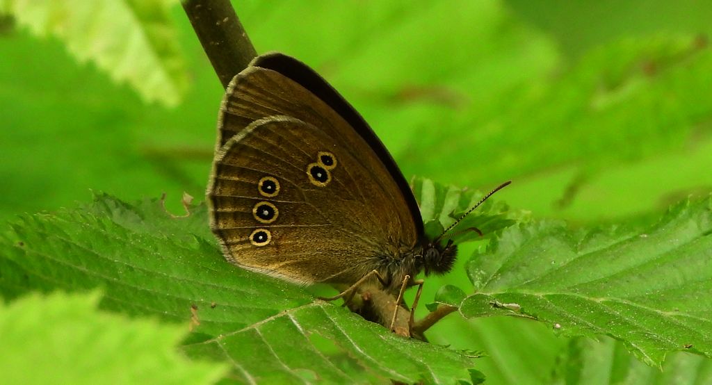 Przestrojnik trawnik (Aphantopus hyperantus)