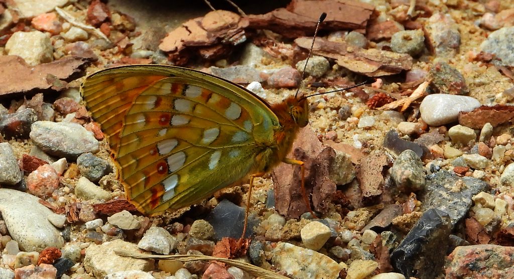 Dostojka adype, perłowiec adype (Argynnis adippe)