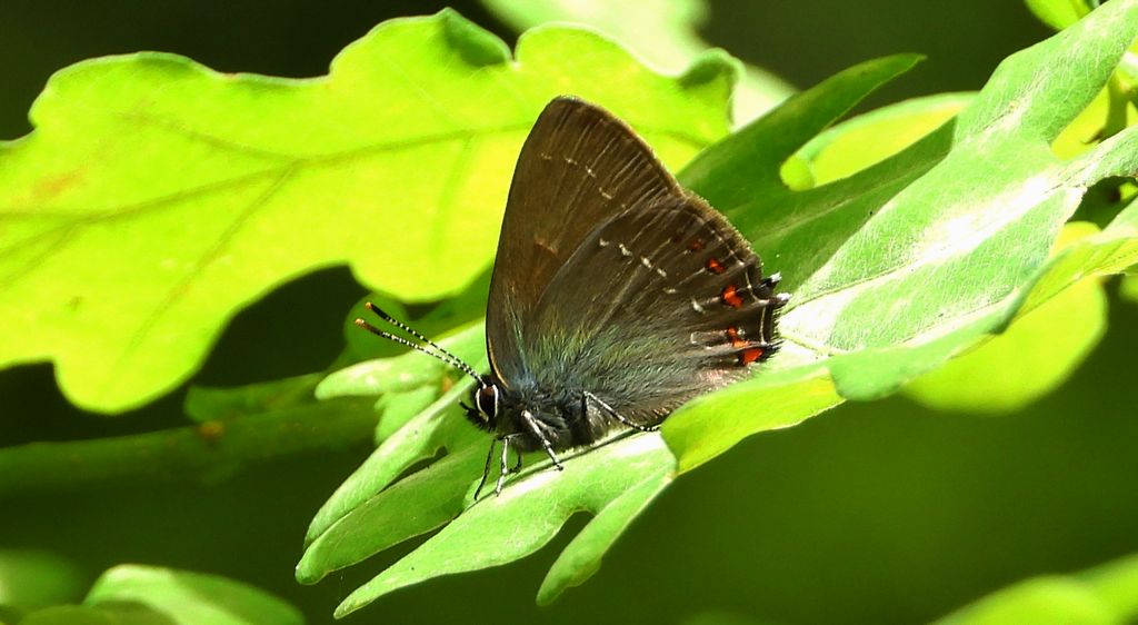 Ogończyk ostrokrzewowiec (Satyrium ilicis)
