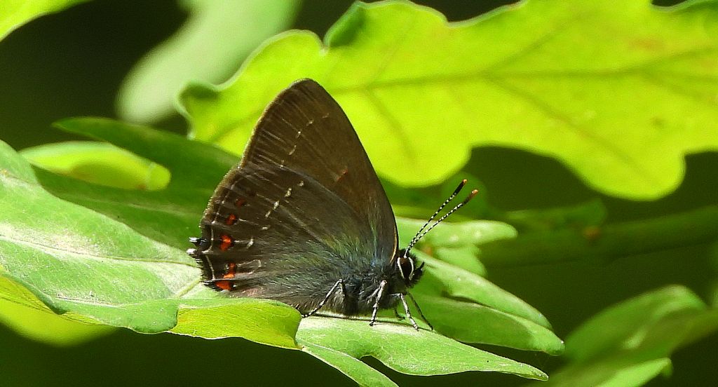 Ogończyk ostrokrzewowiec (Satyrium ilicis)