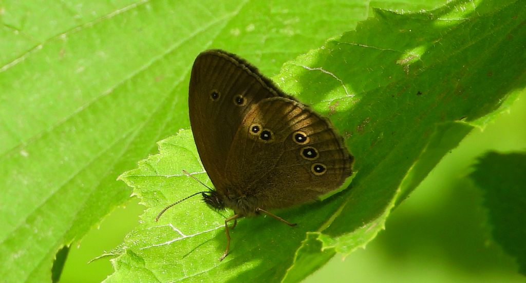 Przestrojnik trawnik (Aphantopus hyperantus)