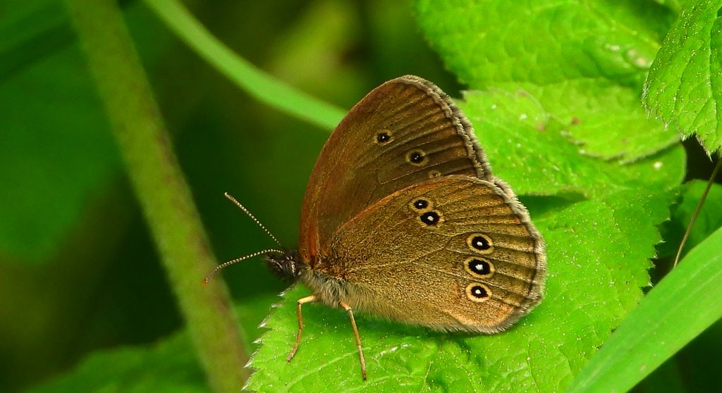 Przestrojnik trawnik (Aphantopus hyperantus)