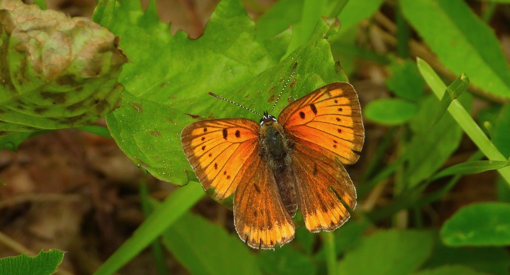 Czerwończyk nieparek (Lycaena dispar)