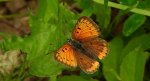 Czerwończyk nieparek (Lycaena dispar)