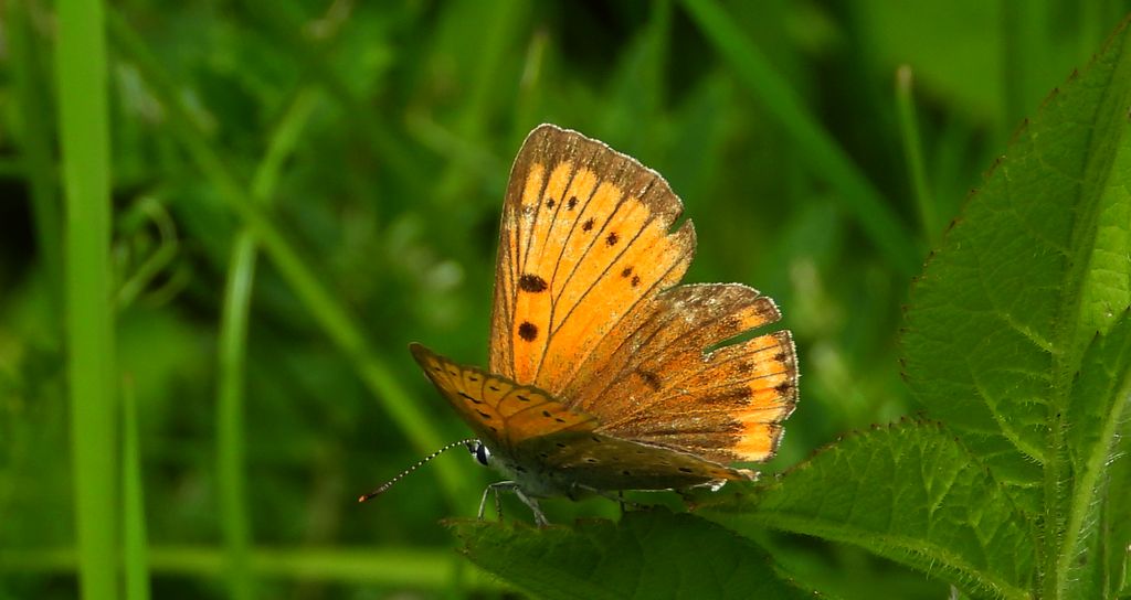 Czerwończyk nieparek (Lycaena dispar)