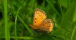 Czerwończyk nieparek (Lycaena dispar)